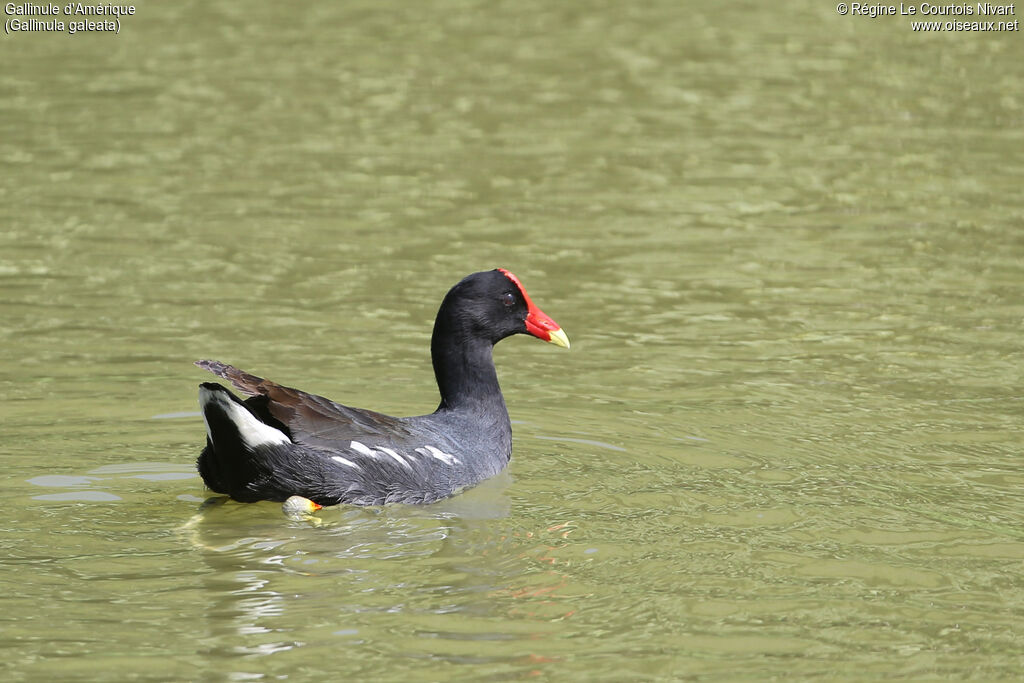 Gallinule d'Amérique