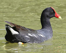 Common Gallinule