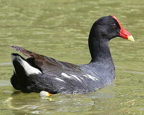 Gallinule d'Amérique