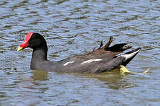 Gallinule d'Amérique