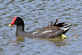 Gallinule d'Amérique