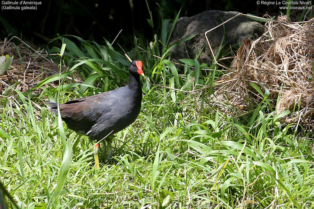 Gallinule d'Amérique