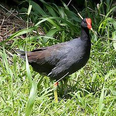 Gallinule d'Amérique