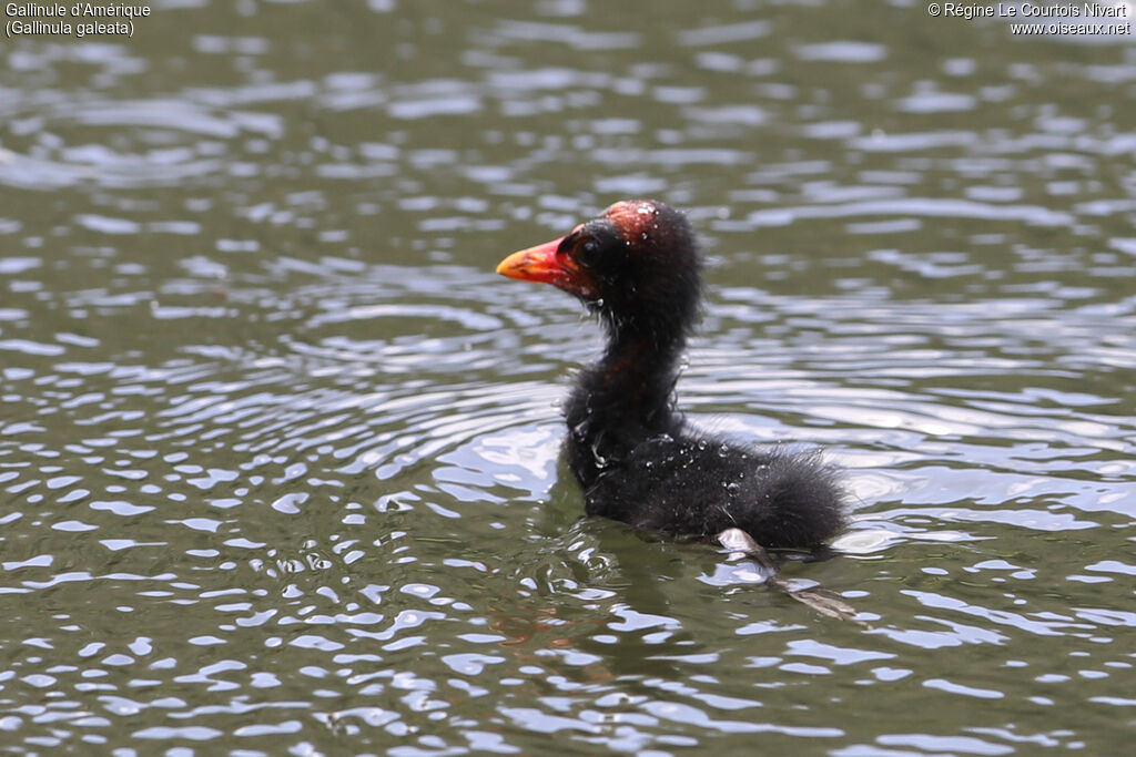 Gallinule d'AmériquePoussin