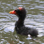 Gallinule d'Amérique