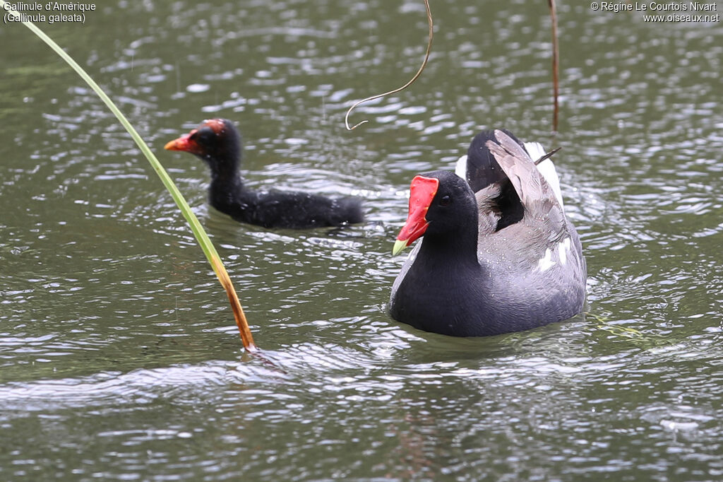 Gallinule d'Amérique