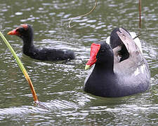 Gallinule d'Amérique