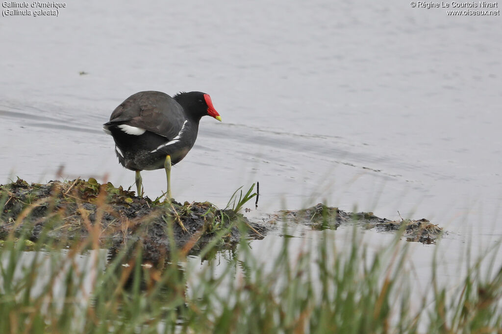 Gallinule d'Amérique