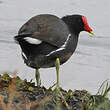 Gallinule d'Amérique