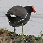 Gallinule d'Amérique