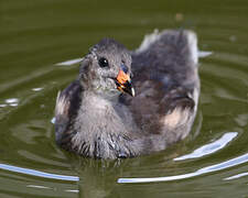 Gallinule poule-d'eau