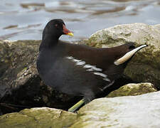 Gallinule poule-d'eau