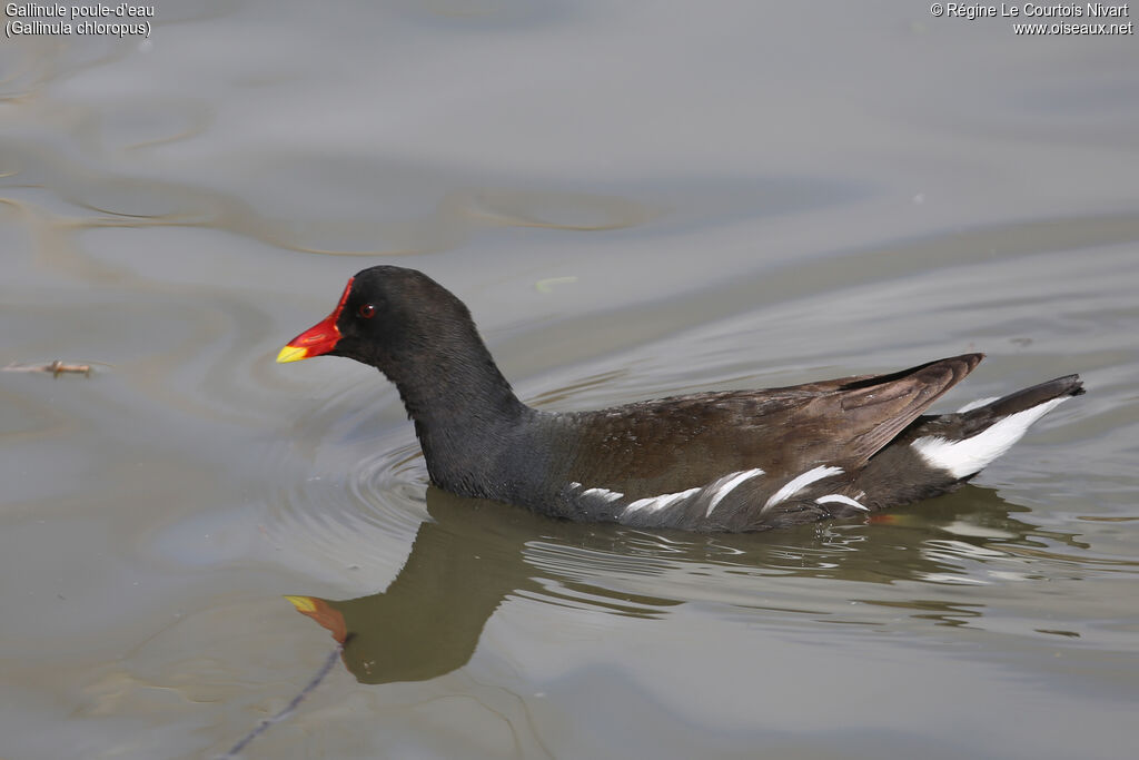 Gallinule poule-d'eau