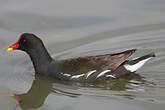 Gallinule poule-d'eau