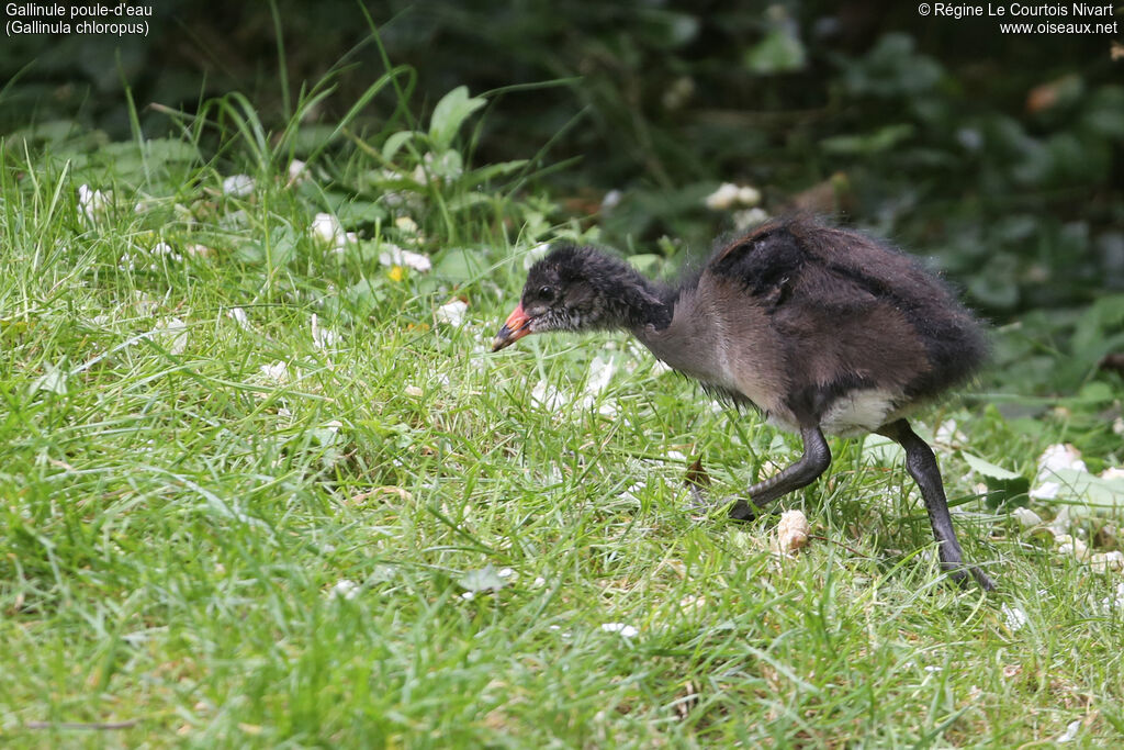 Common Moorhen