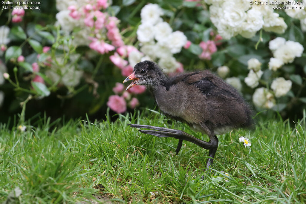 Common Moorhen