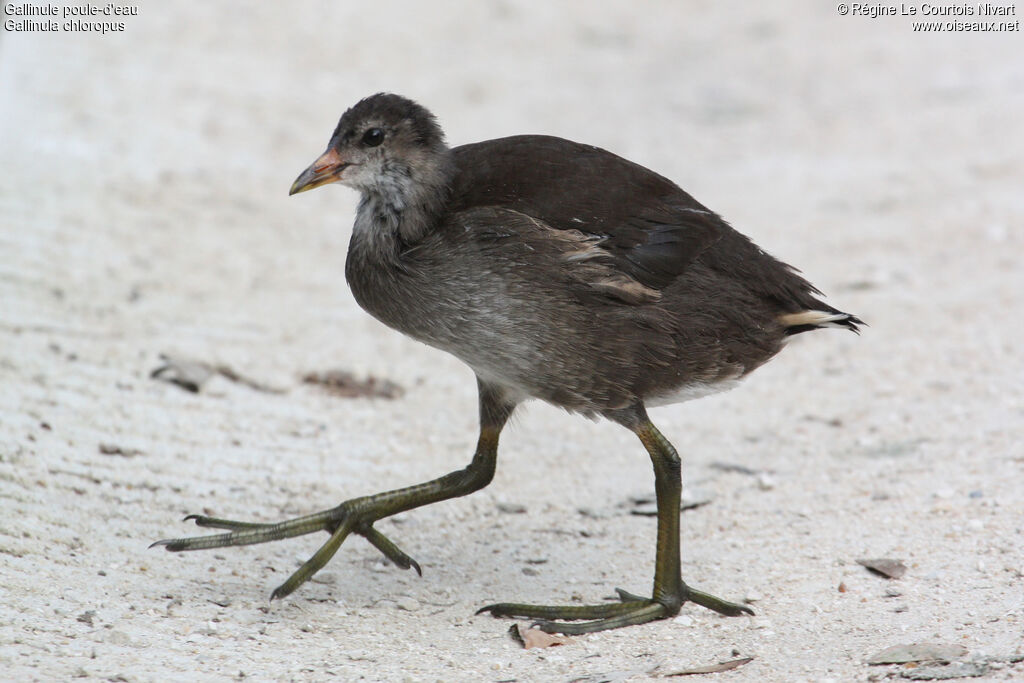 Gallinule poule-d'eauimmature