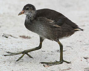 Gallinule poule-d'eau