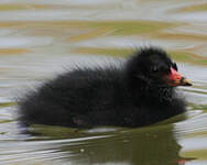 Gallinule poule-d'eau