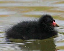 Common Moorhen