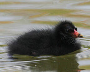 Gallinule poule-d'eau