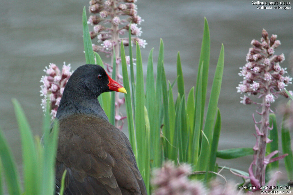 Gallinule poule-d'eauadulte