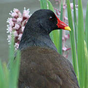 Common Moorhen