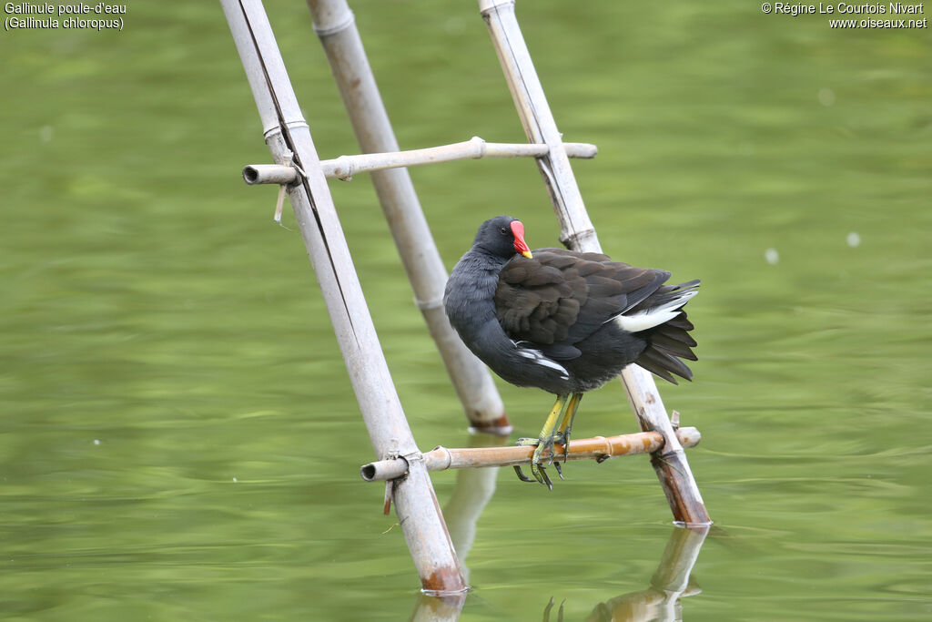 Gallinule poule-d'eauadulte