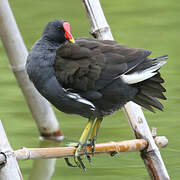 Common Moorhen