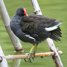 Gallinule poule-d'eau