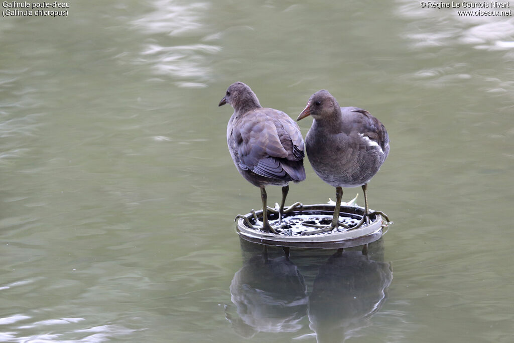 Common Moorhen