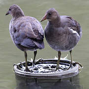 Gallinule poule-d'eau