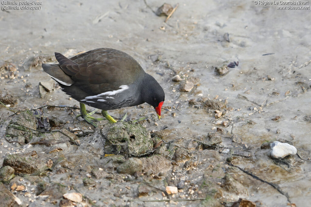 Gallinule poule-d'eau