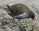 Gallinule poule-d'eau