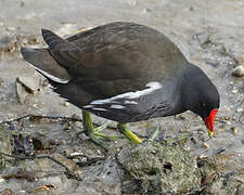 Common Moorhen