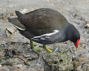 Gallinule poule-d'eau