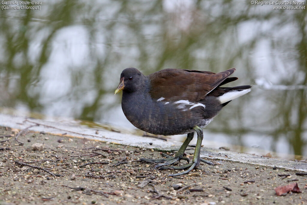 Gallinule poule-d'eauimmature