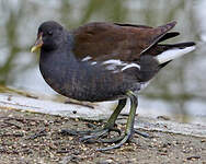 Gallinule poule-d'eau