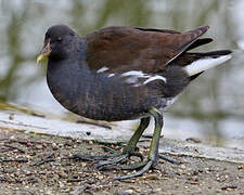 Common Moorhen