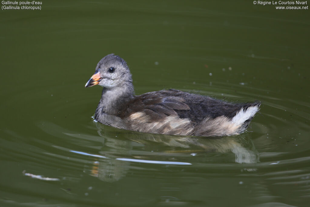 Gallinule poule-d'eaujuvénile