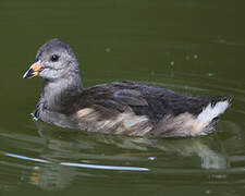 Gallinule poule-d'eau