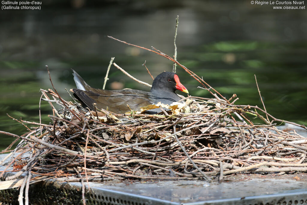 Common Moorhenadult, Reproduction-nesting