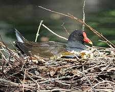 Common Moorhen