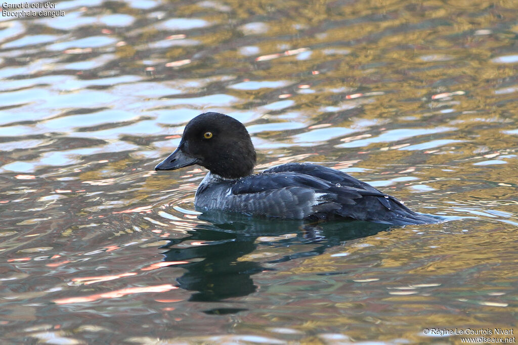 Common Goldeneye