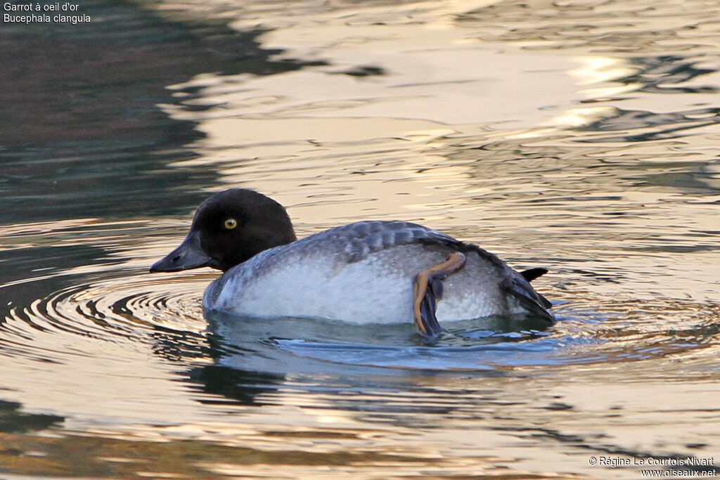 Common Goldeneye