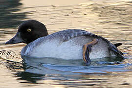 Common Goldeneye