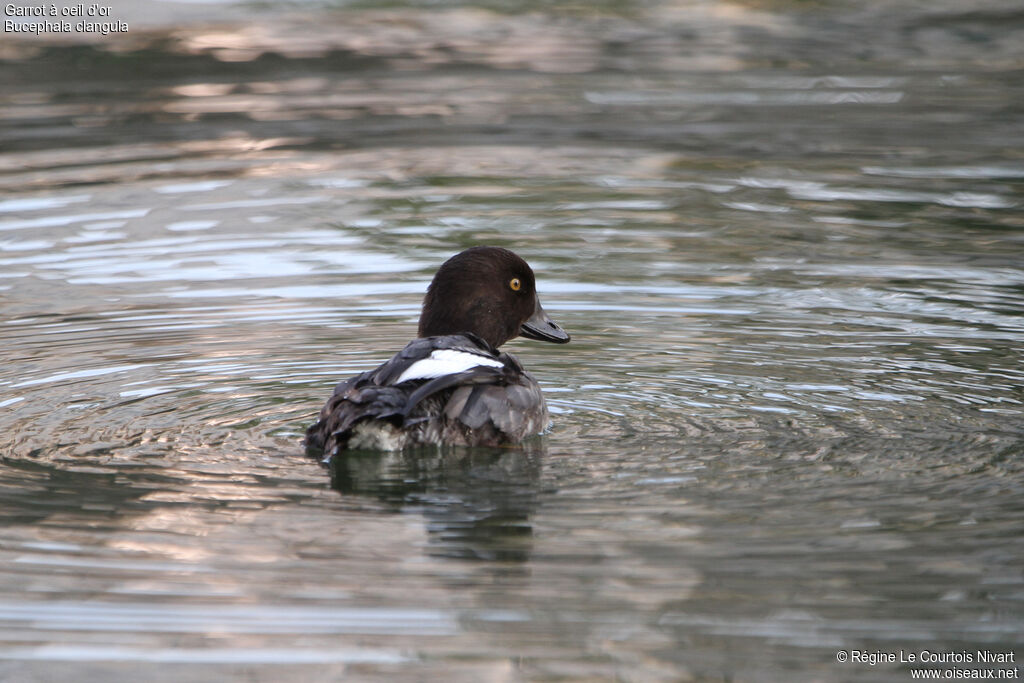 Common Goldeneye