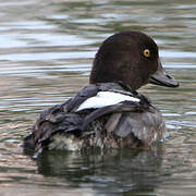 Common Goldeneye