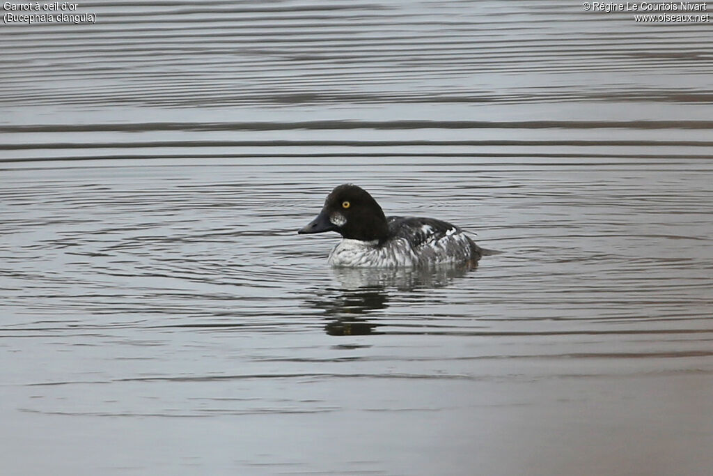 Common Goldeneye