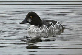 Common Goldeneye